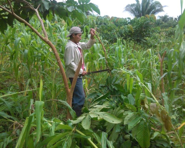 Guama in corn crop, improving the soil, providing wood.