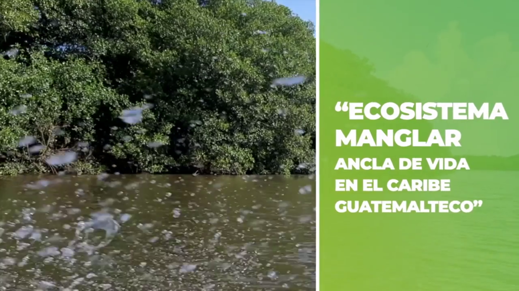 APROSARSTUN- Mesoamerican Fund- mangrove restoration