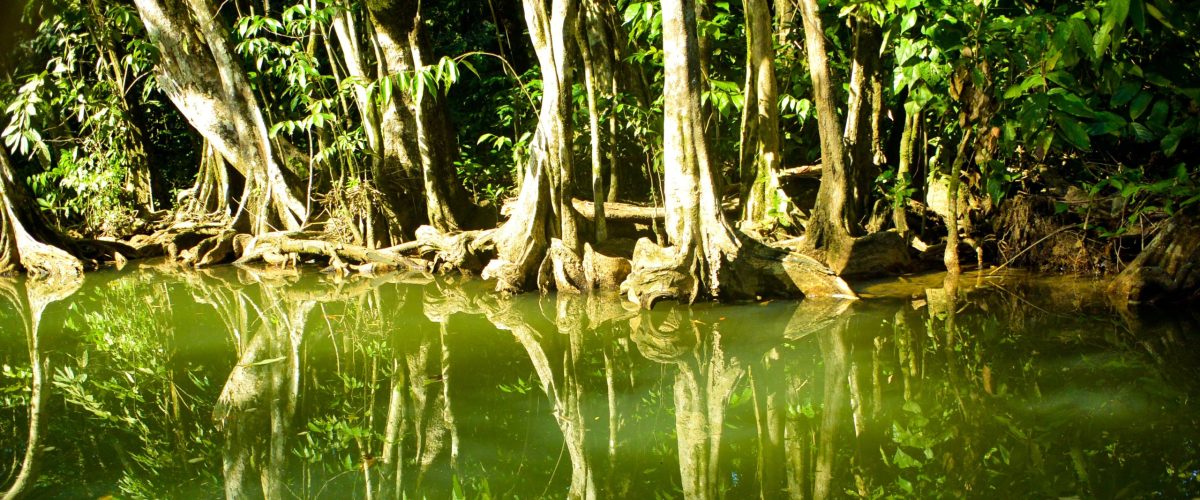 mangrove pic, narrow